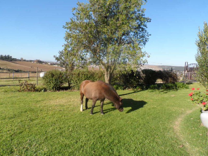 Grantleigh Farm Mooi River Kwazulu Natal South Africa Complementary Colors, Animal, Lowland, Nature