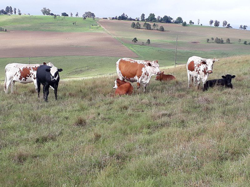 Grantleigh Farm Mooi River Kwazulu Natal South Africa Cow, Mammal, Animal, Agriculture, Farm Animal, Herbivore, Field, Nature, Lowland