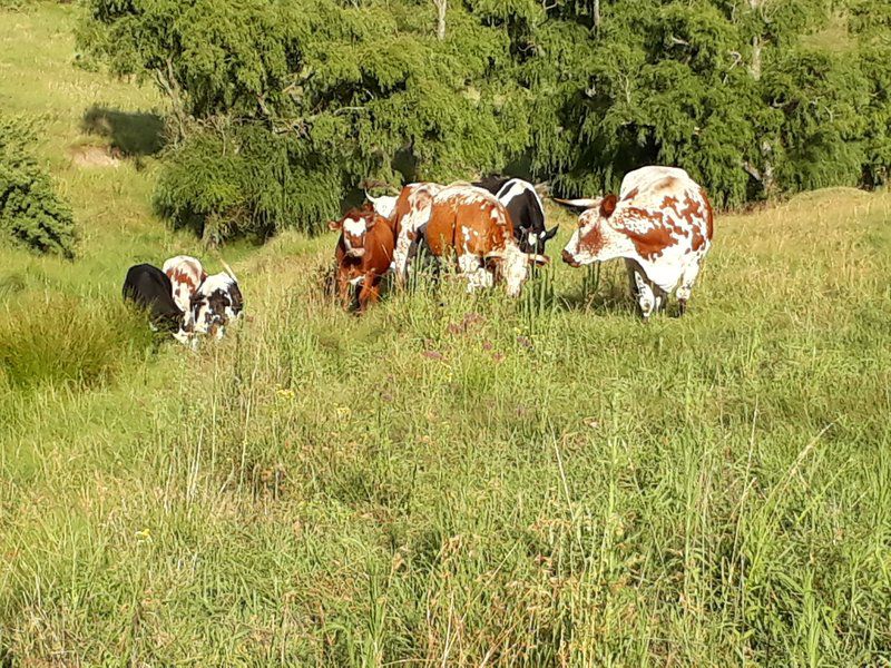 Grantleigh Farm Mooi River Kwazulu Natal South Africa Cow, Mammal, Animal, Agriculture, Farm Animal, Herbivore, Dog, Pet