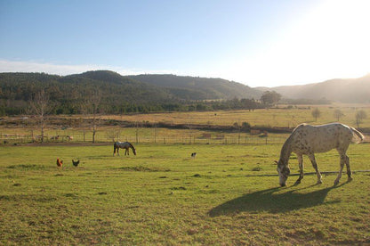 Gratitude Horse Farm Riversdale Western Cape South Africa Complementary Colors, Animal