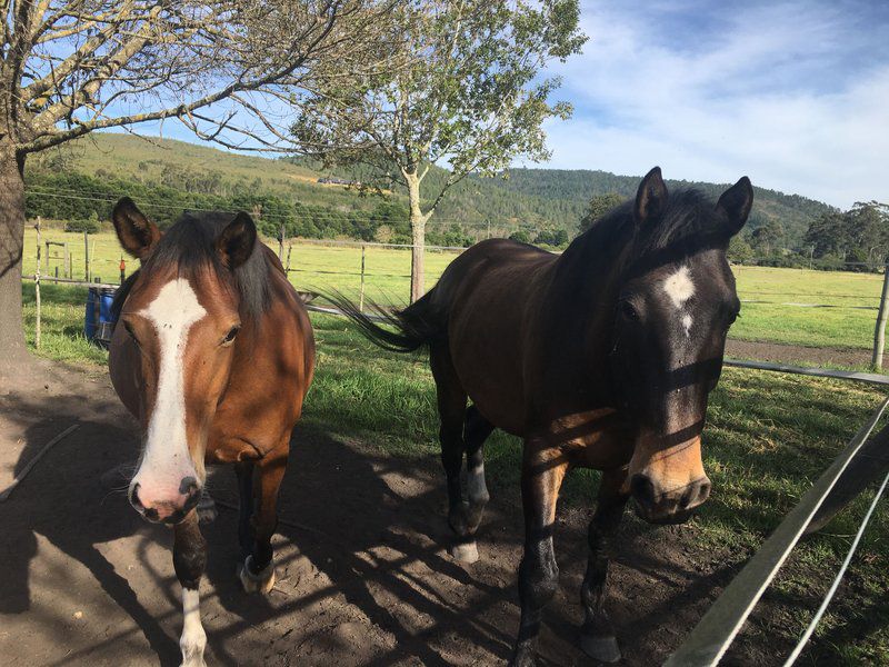 Gratitude Horse Farm Riversdale Western Cape South Africa Horse, Mammal, Animal, Herbivore