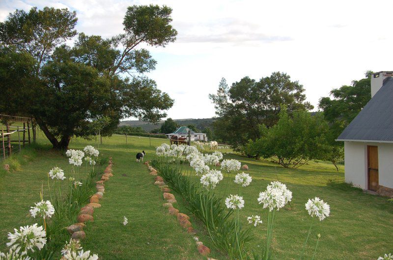 Gratitude Horse Farm Riversdale Western Cape South Africa Plant, Nature, Garden