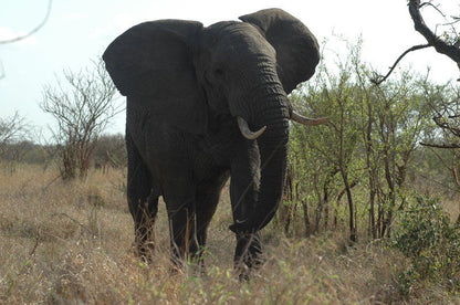 Great Tuskers Malelane Mpumalanga South Africa Elephant, Mammal, Animal, Herbivore