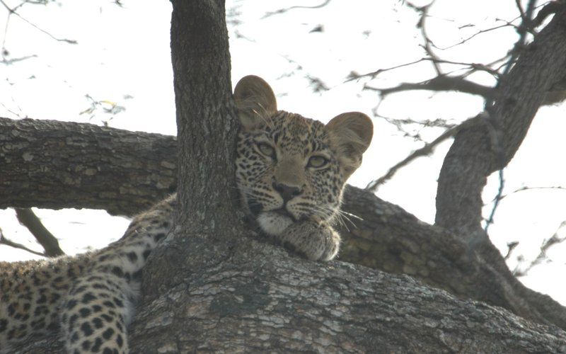Great Tuskers Malelane Mpumalanga South Africa Unsaturated, Leopard, Mammal, Animal, Big Cat, Predator