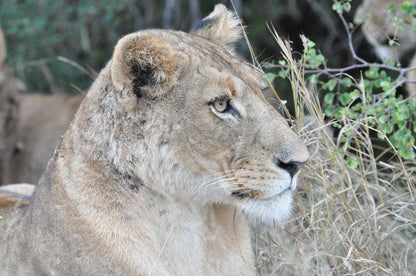 Great Tuskers Malelane Mpumalanga South Africa Unsaturated, Lion, Mammal, Animal, Big Cat, Predator