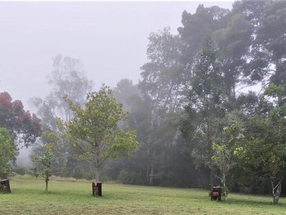 Green Hills Forest Lodge The Crags Western Cape South Africa Fog, Nature, Forest, Plant, Tree, Wood