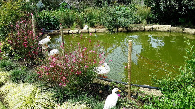 Green Lantern Inn Van Reenen Kwazulu Natal South Africa Bird, Animal, Garden, Nature, Plant