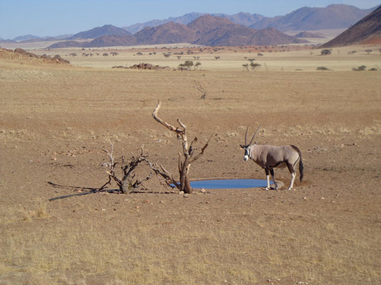 Greenfire Desert Lodge, Animal, Desert, Nature, Sand, Lowland