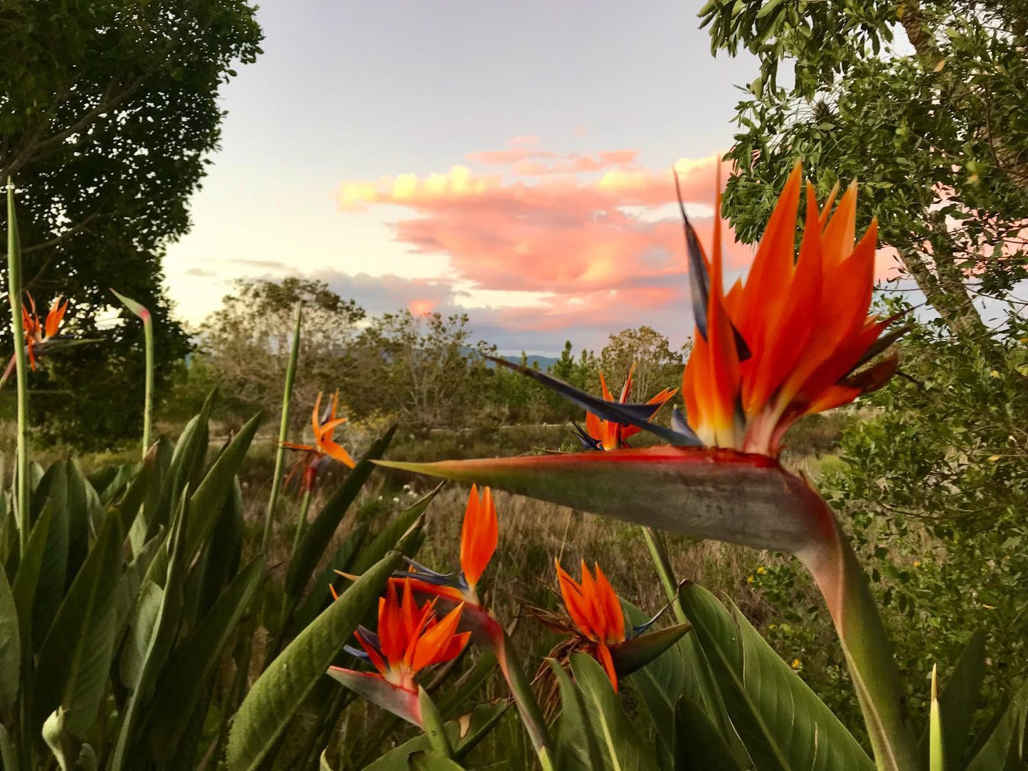 Greenhill Farm, Plant, Nature