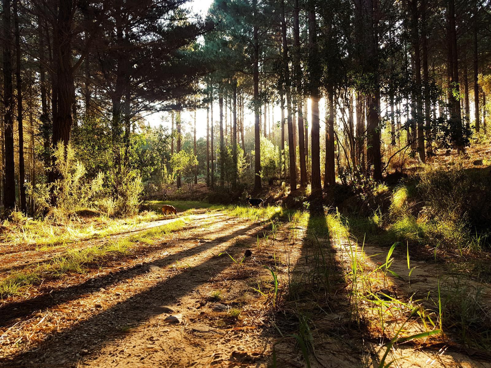 Greenhill Farm, Forest, Nature, Plant, Tree, Wood