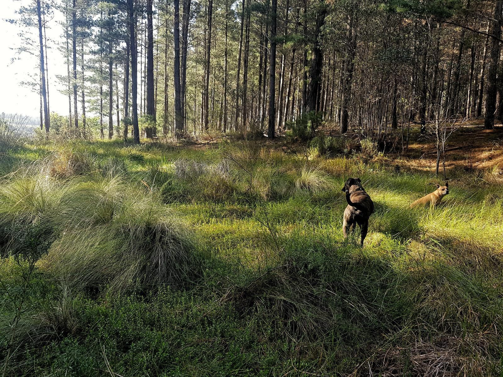 Greenhill Farm, Dog, Mammal, Animal, Pet, Forest, Nature, Plant, Tree, Wood