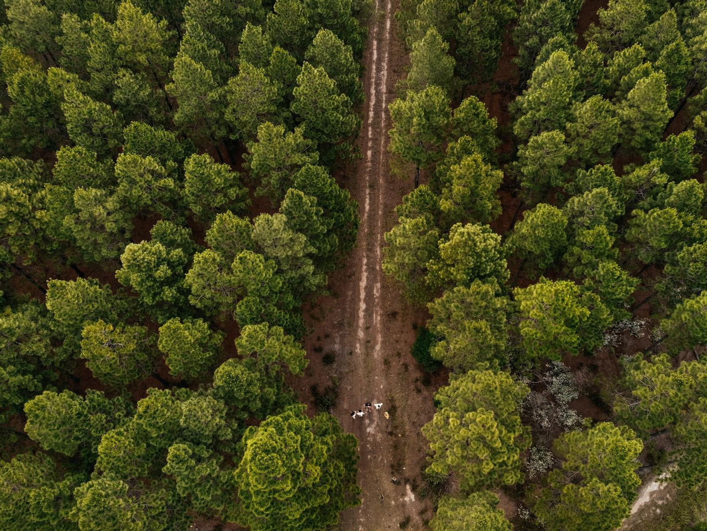 Greenhill Farm, Forest, Nature, Plant, Tree, Wood