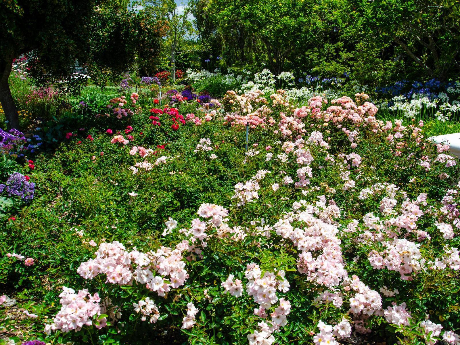 Greenhill Farm, Blossom, Plant, Nature, Flower, Rose, Garden