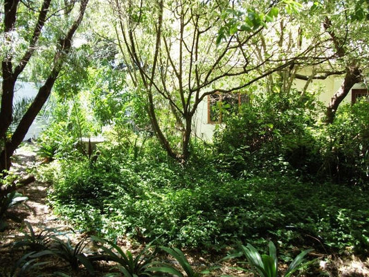 Greenleaves Cottage Pinelands Cape Town Western Cape South Africa Plant, Nature, Tree, Wood, Garden