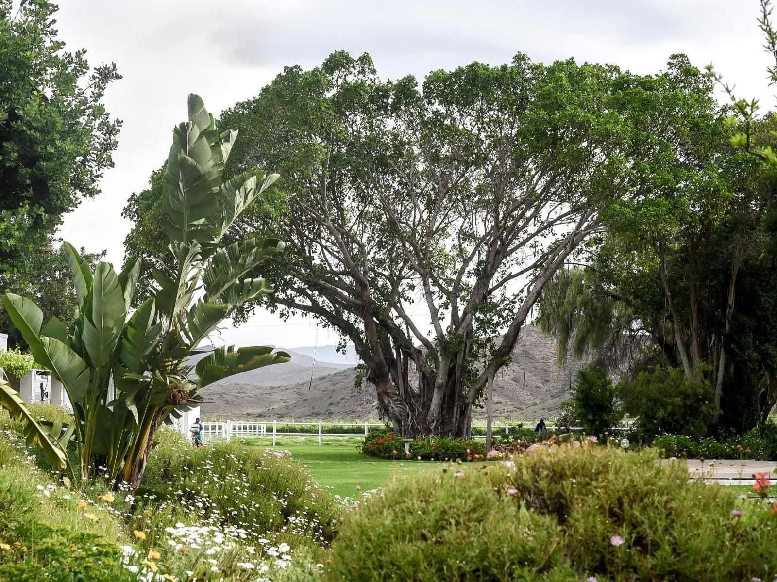 Green Olive Guesthouse Robertson Western Cape South Africa Plant, Nature, Garden