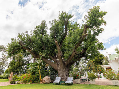 Green Olive Guesthouse Robertson Western Cape South Africa Plant, Nature, Tree, Wood