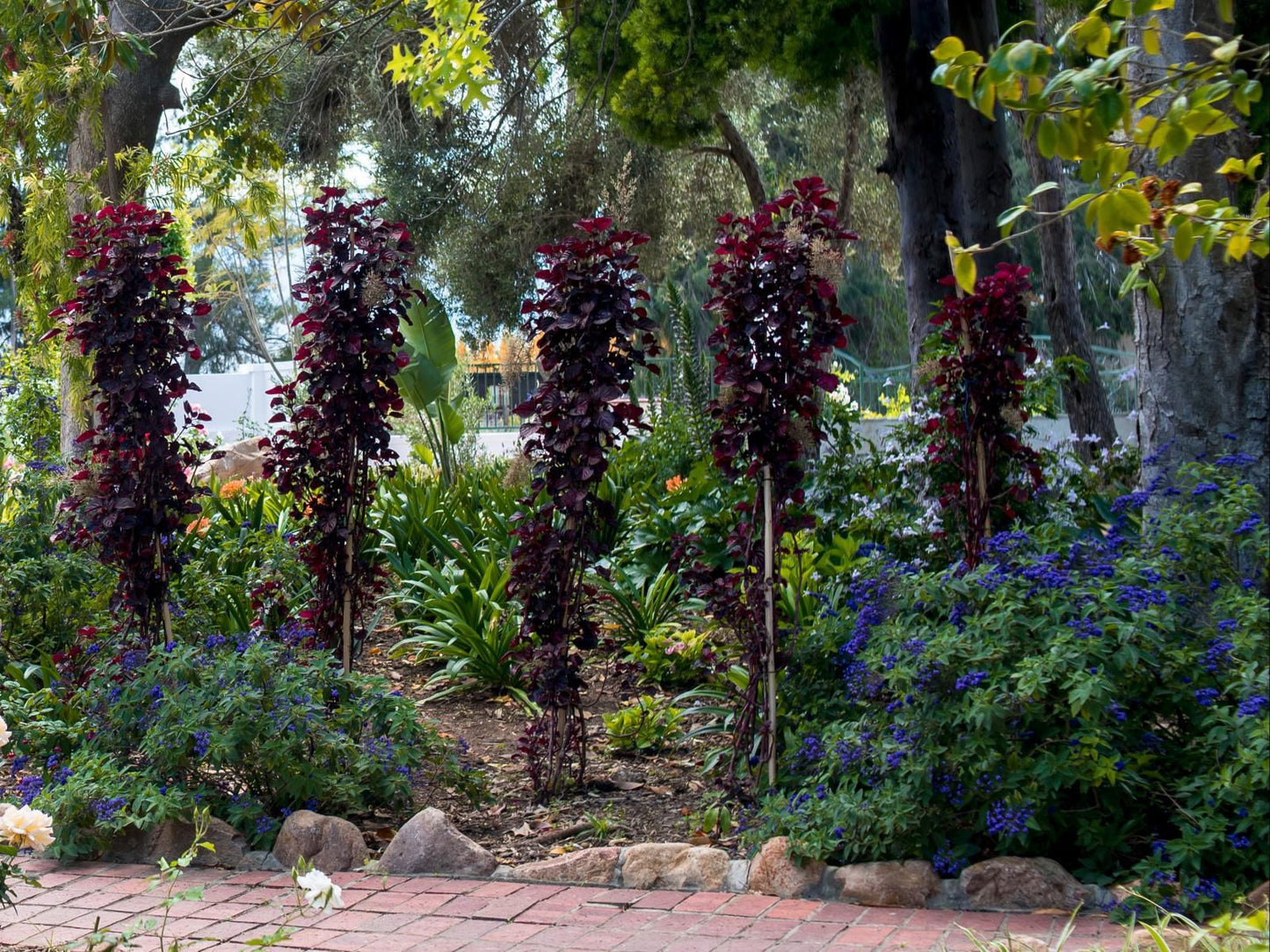 Green Olive Guesthouse Robertson Western Cape South Africa Plant, Nature, Garden