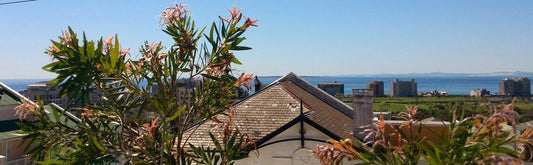 Greenpoint Ocean Views Green Point Cape Town Western Cape South Africa Complementary Colors, Palm Tree, Plant, Nature, Wood, House, Building, Architecture, Window, Beach, Sand, Skyscraper, City, Tower