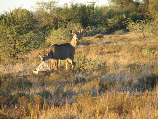 Koekais Guest Farm Griekwastad Northern Cape South Africa Sepia Tones, Animal