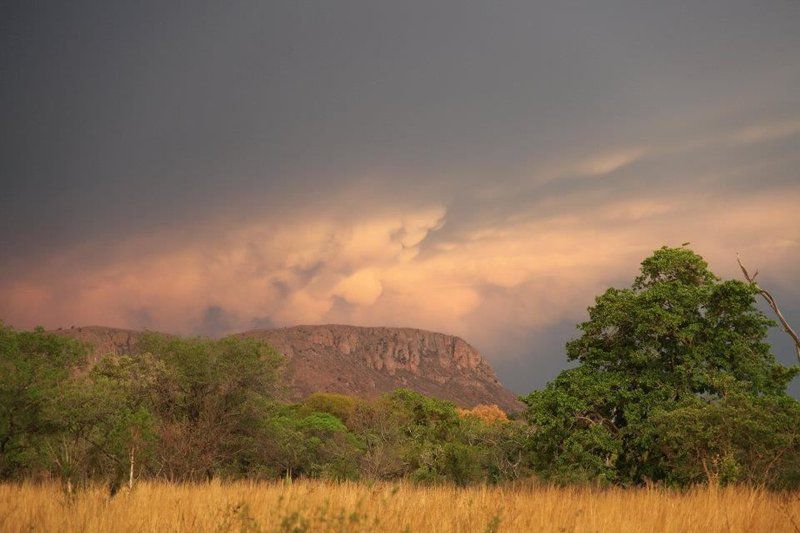 Griffons Nest Marakele National Park Limpopo Province South Africa Nature