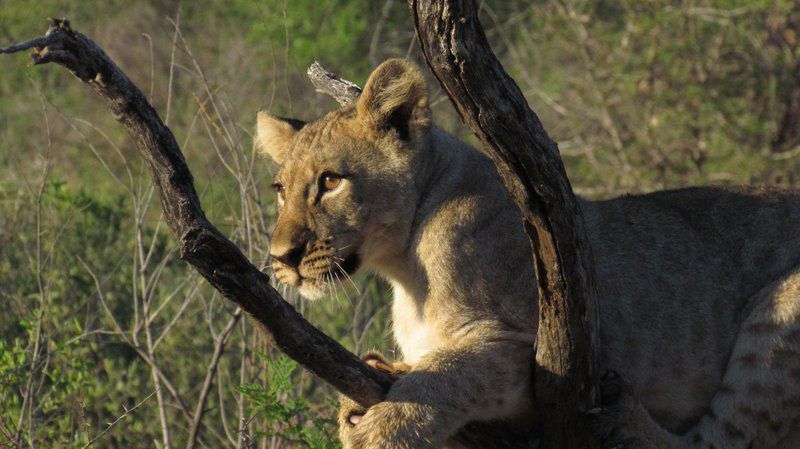 Griffons Bush Camp Thabazimbi Limpopo Province South Africa Lion, Mammal, Animal, Big Cat, Predator