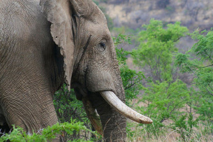 Griffons Bush Camp Thabazimbi Limpopo Province South Africa Elephant, Mammal, Animal, Herbivore