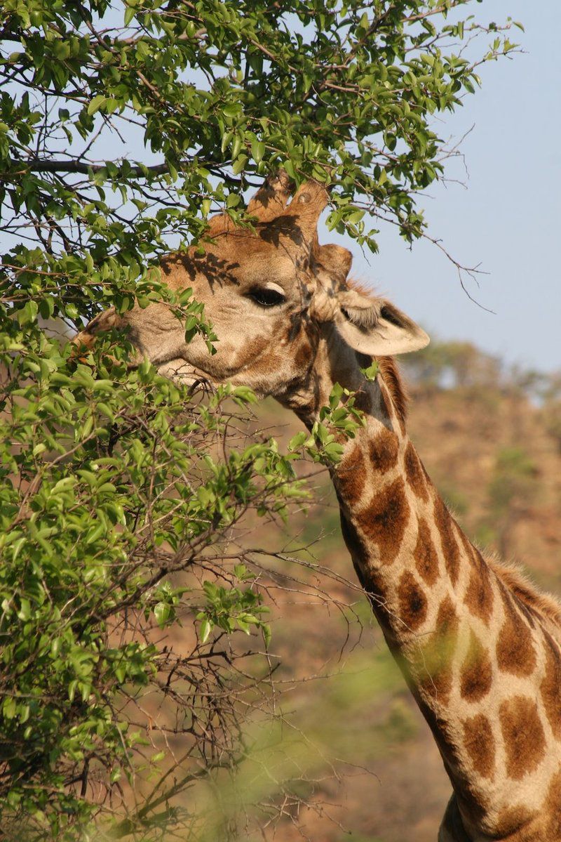 Griffons Bush Camp Thabazimbi Limpopo Province South Africa Giraffe, Mammal, Animal, Herbivore