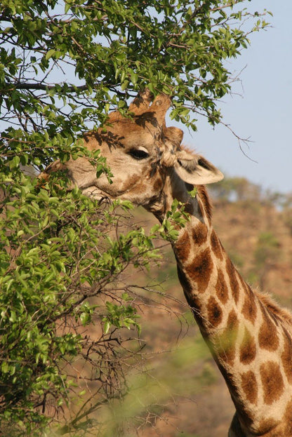 Griffons Bush Camp Thabazimbi Limpopo Province South Africa Giraffe, Mammal, Animal, Herbivore