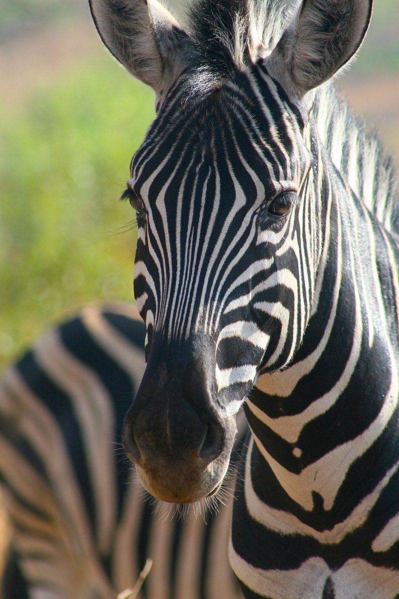 Griffons Bush Camp Thabazimbi Limpopo Province South Africa Zebra, Mammal, Animal, Herbivore