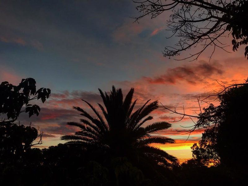 Griffons Bush Camp Thabazimbi Limpopo Province South Africa Palm Tree, Plant, Nature, Wood, Sky, Clouds, Sunset