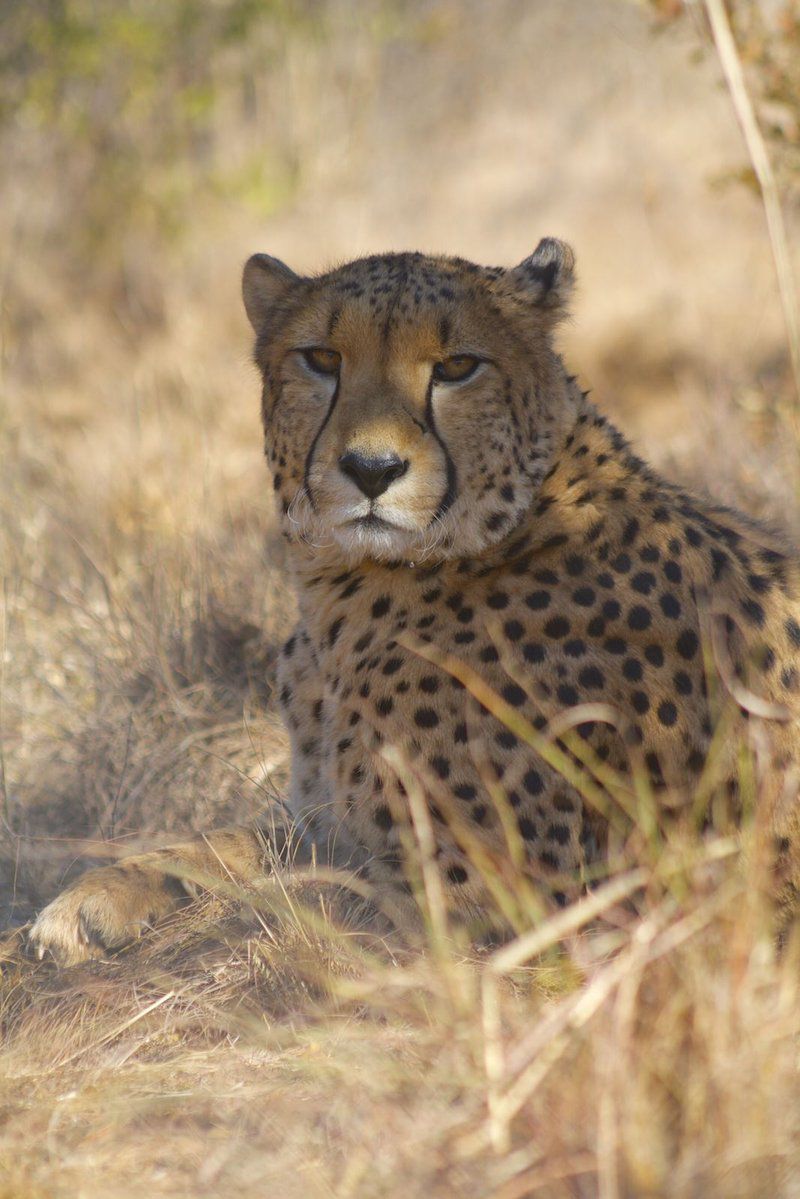 Griffons Bush Camp Thabazimbi Limpopo Province South Africa Sepia Tones, Cheetah, Mammal, Animal, Big Cat, Predator