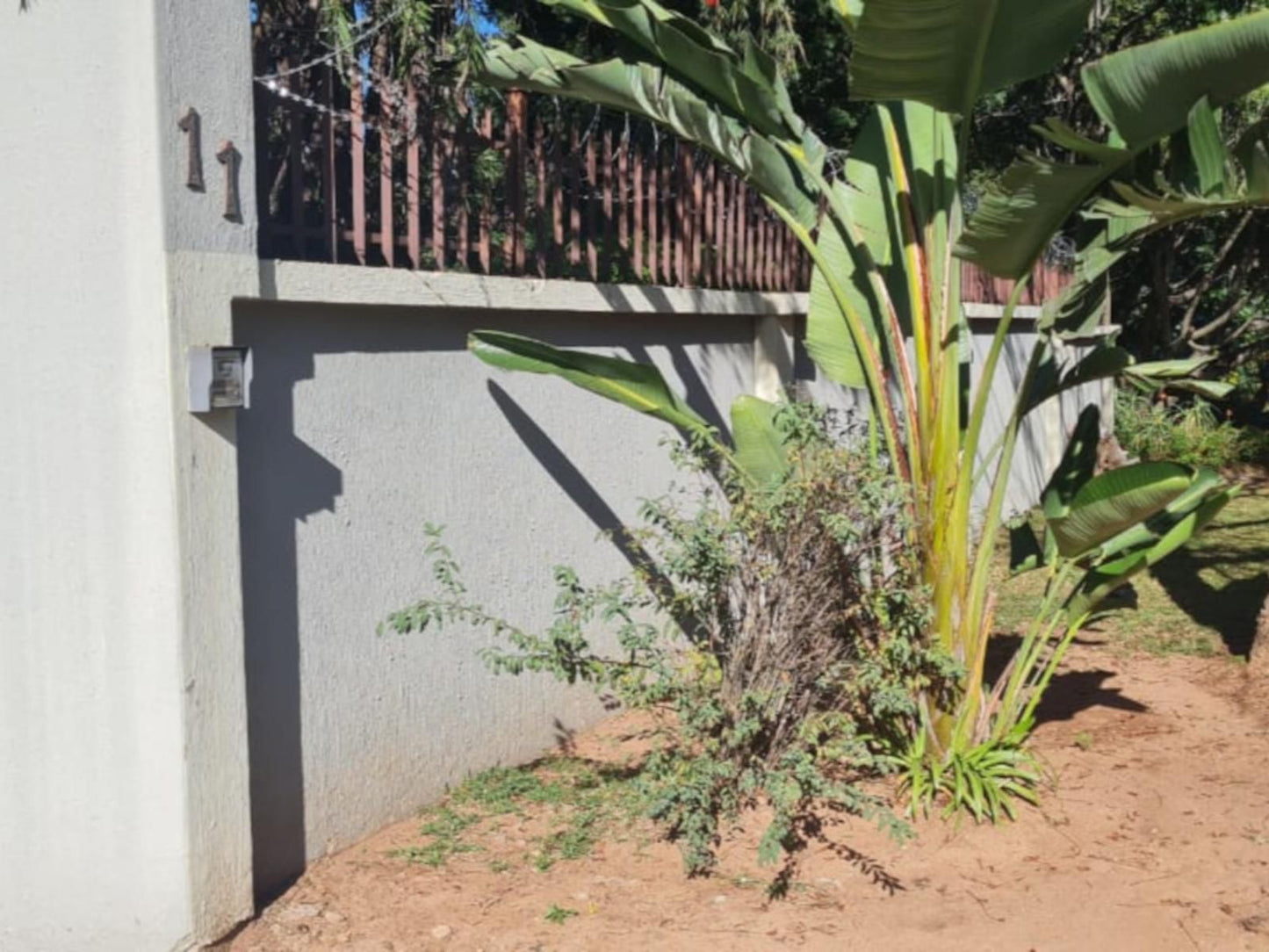 Groenewalds Haven Nelspruit Mpumalanga South Africa Palm Tree, Plant, Nature, Wood