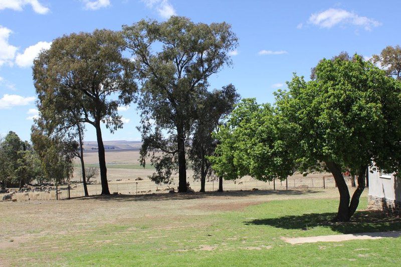 Groenfontein Guest Farm Vrede Free State Free State South Africa Complementary Colors, Tree, Plant, Nature, Wood, Lowland