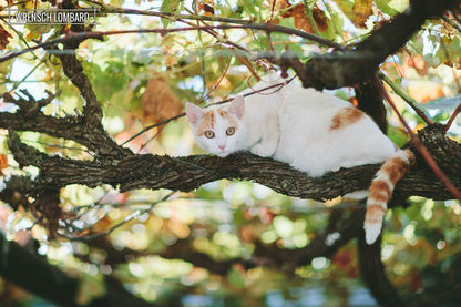 Groenrivier Riebeek West Western Cape South Africa Cat, Mammal, Animal, Pet, Tree, Plant, Nature, Wood