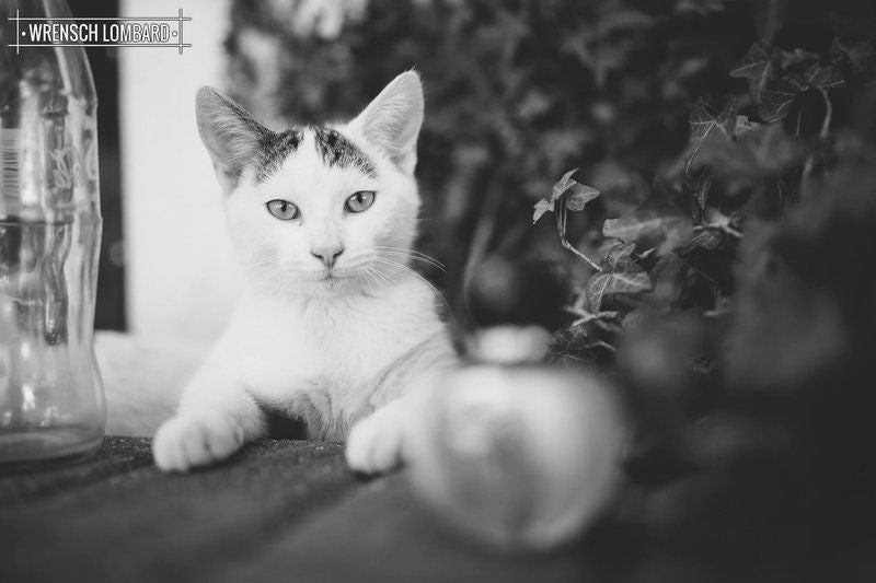 Groenrivier Riebeek West Western Cape South Africa Colorless, Black And White, Cat, Mammal, Animal, Pet, Bokeh