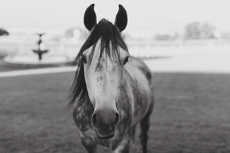 Groenrivier Riebeek West Western Cape South Africa Colorless, Horse, Mammal, Animal, Herbivore