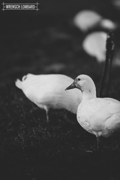 Groenrivier Riebeek West Western Cape South Africa Colorless, Black And White, Bird, Animal