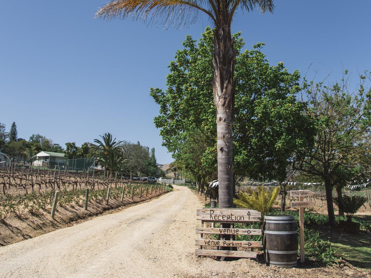 Groenvlei Guest Farm Stellenbosch Western Cape South Africa Field, Nature, Agriculture, Palm Tree, Plant, Wood, Food