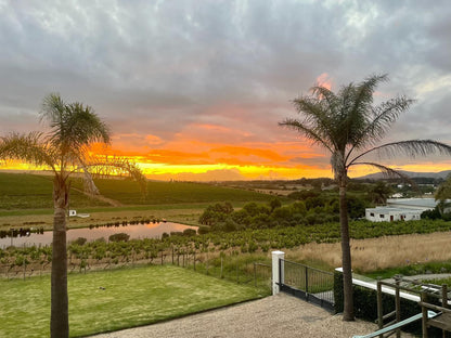 Groenvlei Guest Farm Stellenbosch Western Cape South Africa Palm Tree, Plant, Nature, Wood, Framing, Sunset, Sky