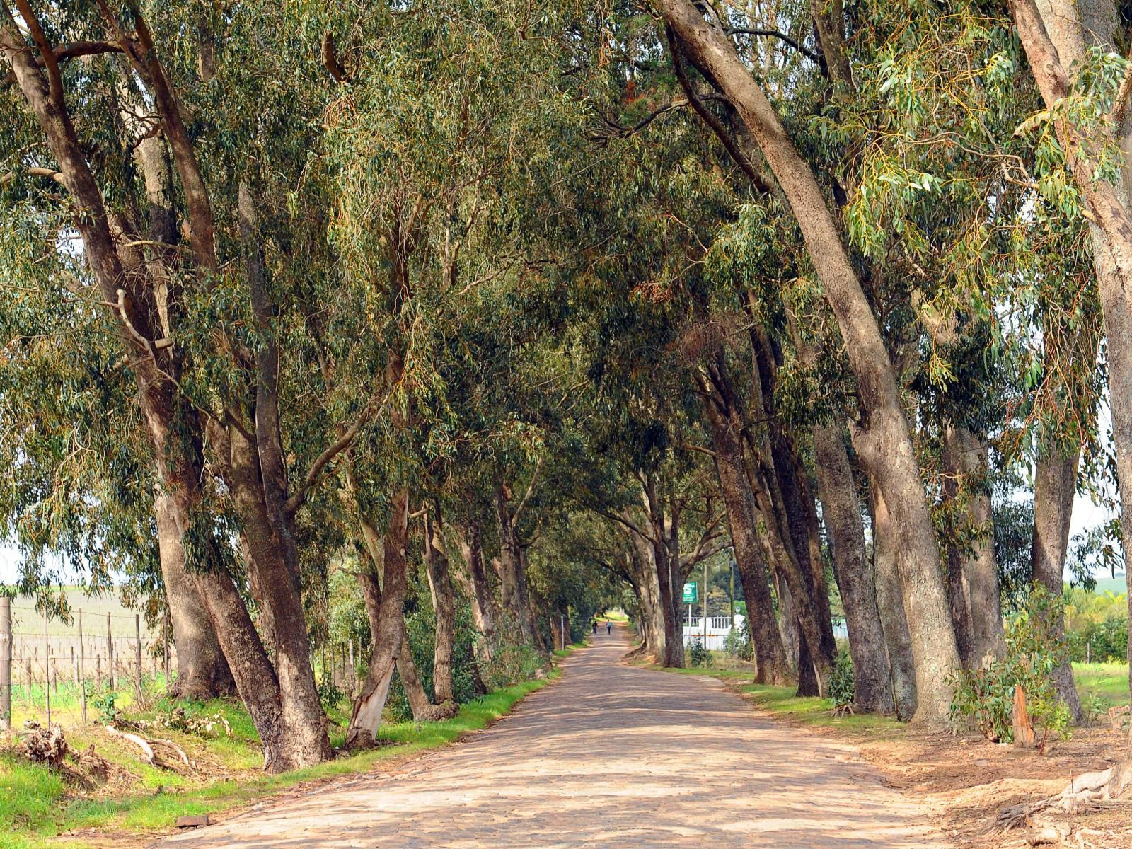 Groenvlei Guest Farm Stellenbosch Western Cape South Africa Forest, Nature, Plant, Tree, Wood, Street