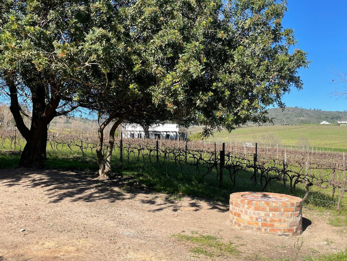 Groenvlei Guest Farm Stellenbosch Western Cape South Africa Field, Nature, Agriculture, Tree, Plant, Wood, Wine, Drink