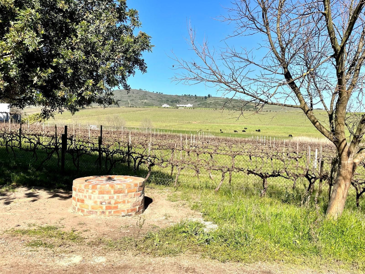 Groenvlei Guest Farm Stellenbosch Western Cape South Africa Complementary Colors, Field, Nature, Agriculture, Wine, Drink