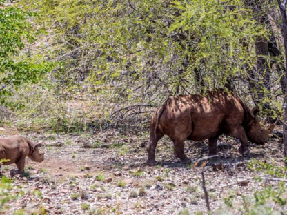 Grootberg Lodge, Animal