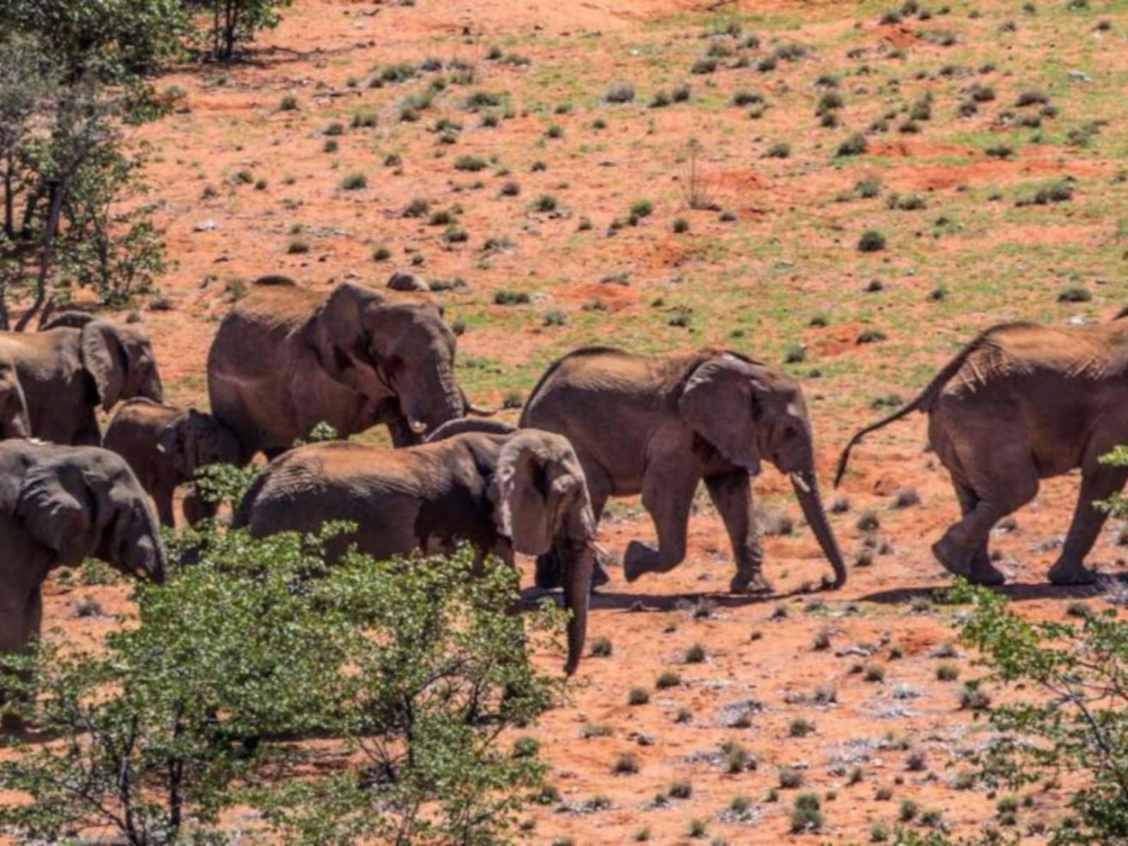 Grootberg Lodge, Elephant, Mammal, Animal, Herbivore