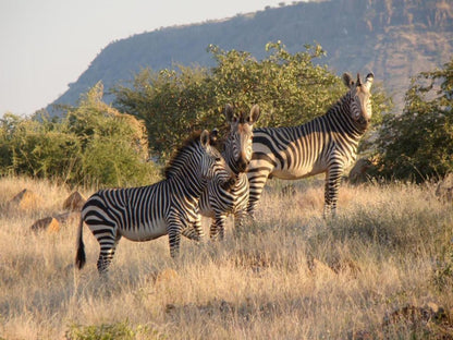 Grootberg Lodge, Zebra, Mammal, Animal, Herbivore