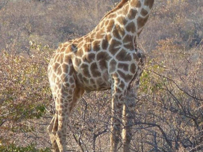 Grootberg Lodge, Giraffe, Mammal, Animal, Herbivore