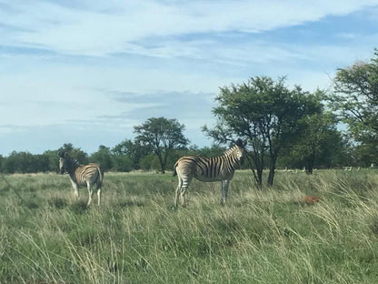 Grootbosch Guest Farm And Venue Klerksdorp North West Province South Africa Zebra, Mammal, Animal, Herbivore, Lowland, Nature