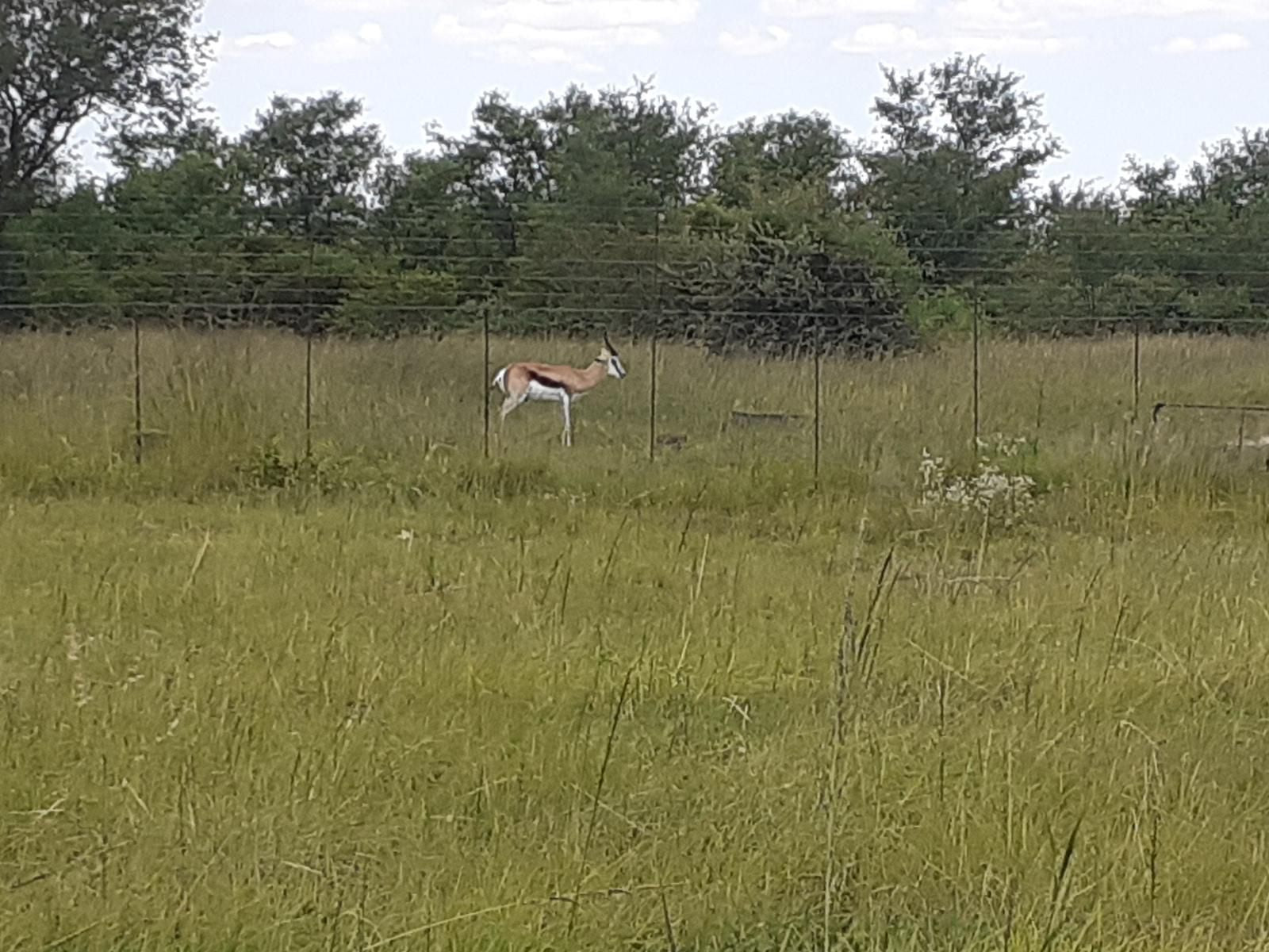 Grootbosch Guest Farm And Venue Klerksdorp North West Province South Africa Deer, Mammal, Animal, Herbivore, Meadow, Nature