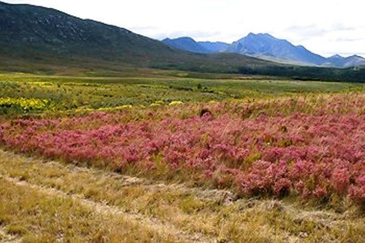 Grootvadersbosch Farm Suurbraak Western Cape South Africa Mountain, Nature, Plant