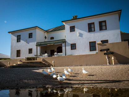 Grootvlei Guest Farm Lamberts Bay Western Cape South Africa Bird, Animal, House, Building, Architecture